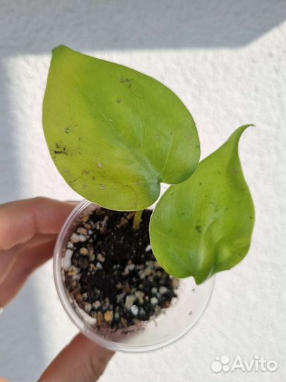 Сциндапсусы и Филодендроны