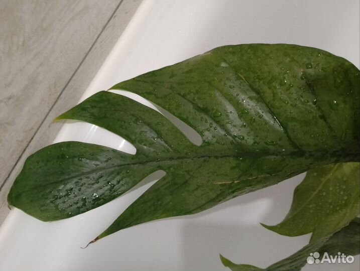 Эпипремнум пинатум