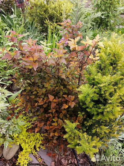 Пузыреплодник калинолистный