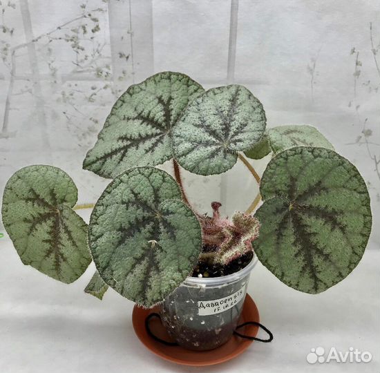 Бегонии(Королевские,Кейн,Природные) Высылаю почтой