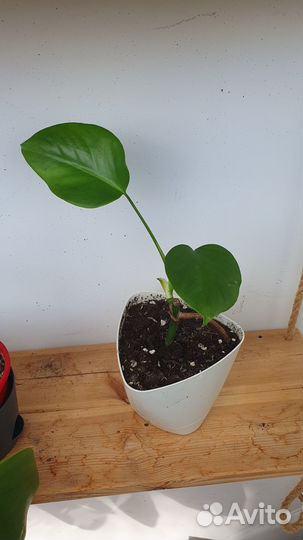 Монстера деликатесная