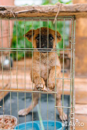 Спасите из приюта Синди