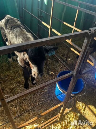 Телята бычки доставка
