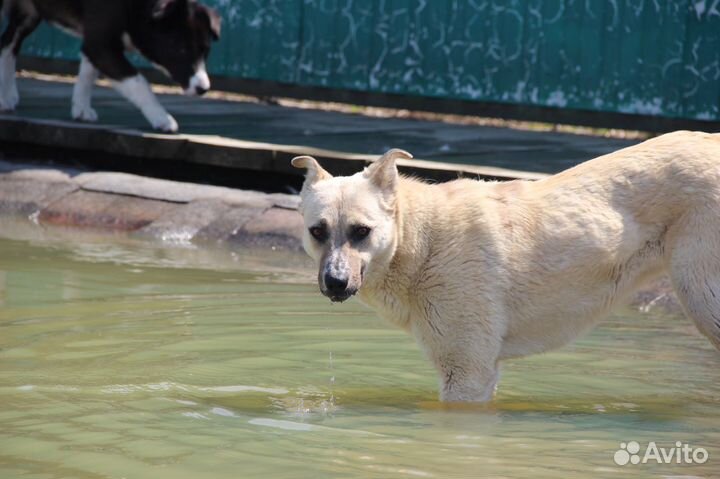 Собака в добрые руки