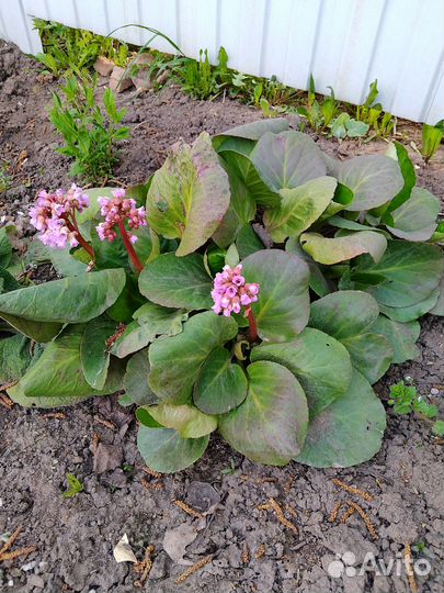 Маленькие отростки бадана