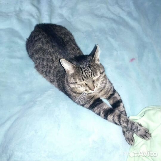 Идеальный кот