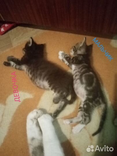 Котята Шахты