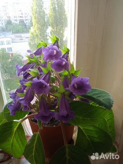 Цветы глоксиния