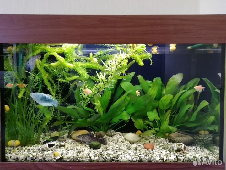 Аквариум 120 литров с тумбой