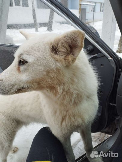 Собака в добрые руки