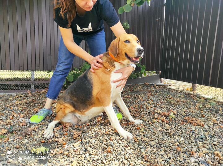 Собака в добрые руки