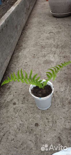 Папоротник. Садовый. Страусник,обыкновенный