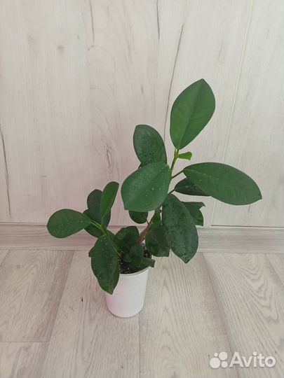 Фикусы: Макломе