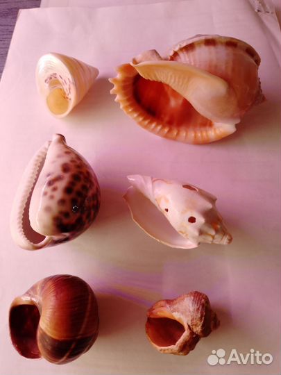 Набор ракушек