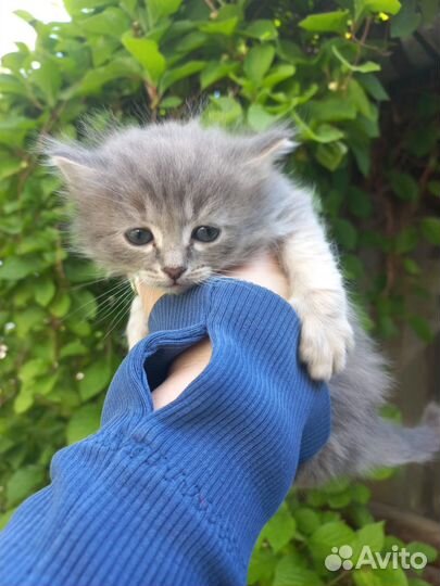 Котята от мышеловки