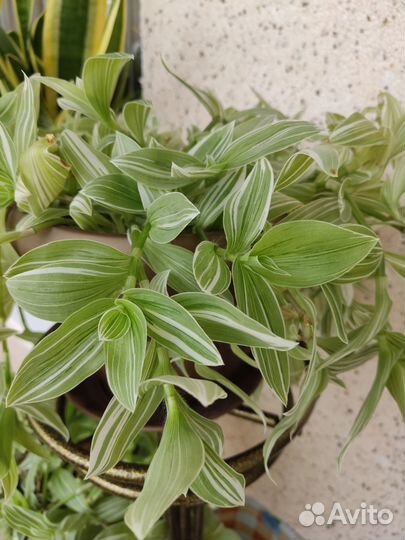 Традесканция