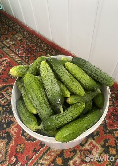 Огурцы домашние