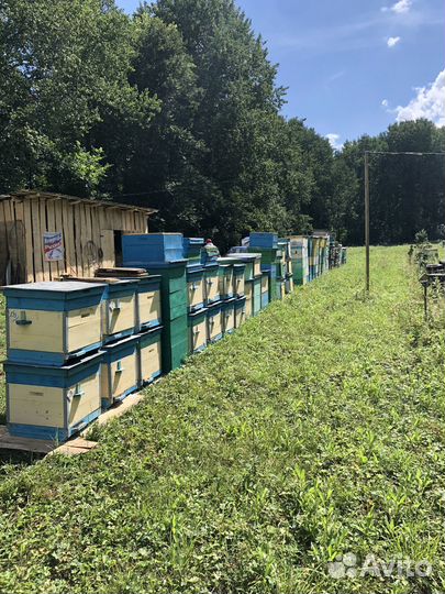 Ульи для пчел