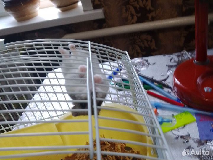 Джингурский хомяк