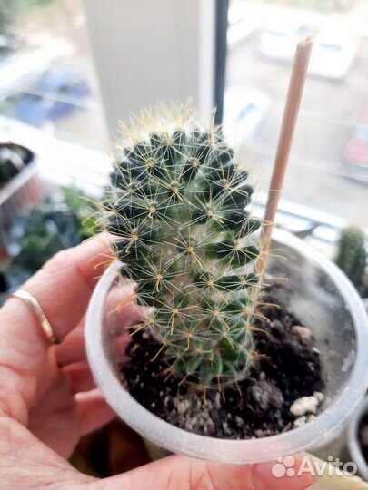 Кактусы и суккуленты