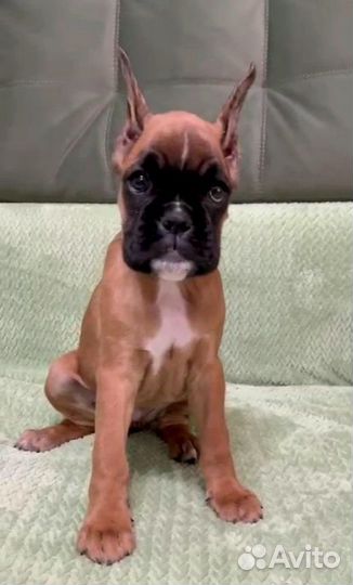 Боксер рыжуля