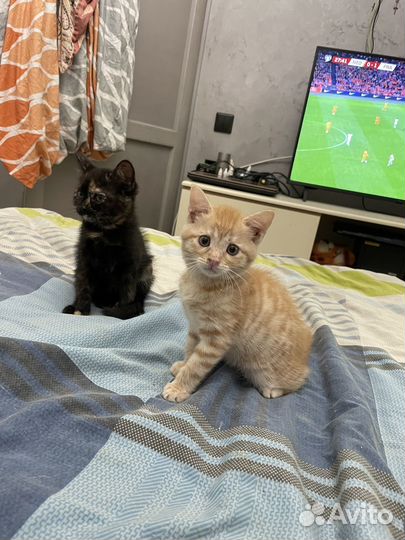 Котята