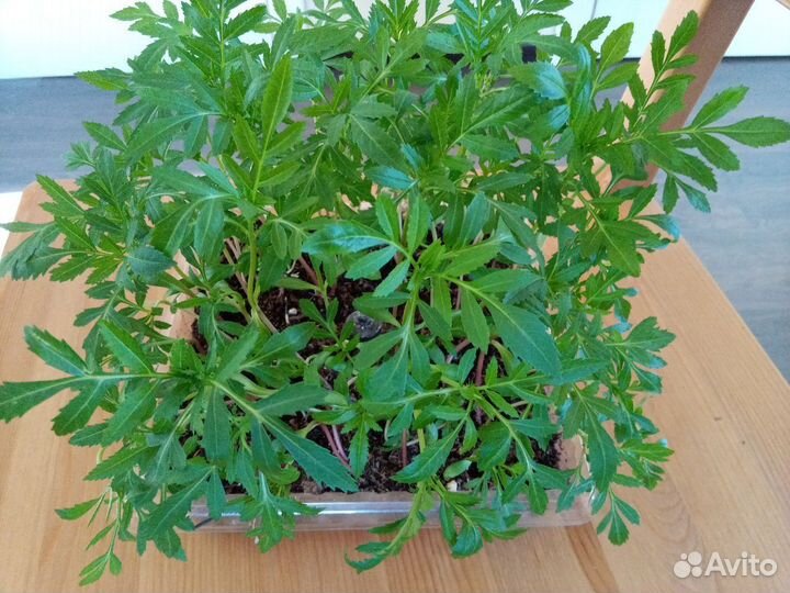 Рассада бархатцев