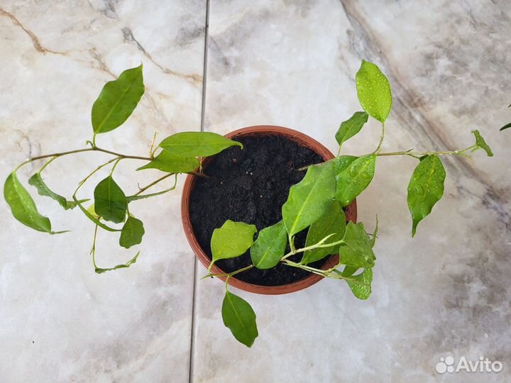 Фикус бенджамина