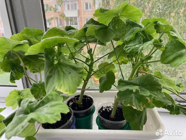 Герань.пеларгония