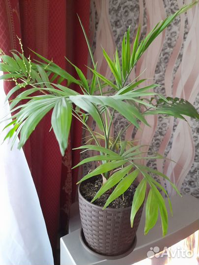 Продам цветы комнатные