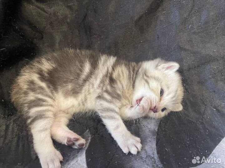 Шотландские вислоухие котята мраморные