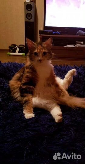 Домашняя кошка