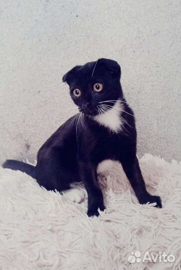 Шотландская вислоухая кошечка