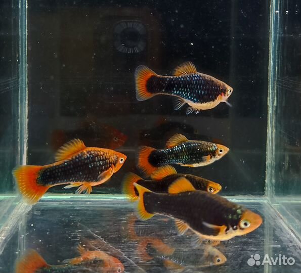 Живородки и т.д