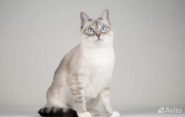 Кошка в дар бесплатно