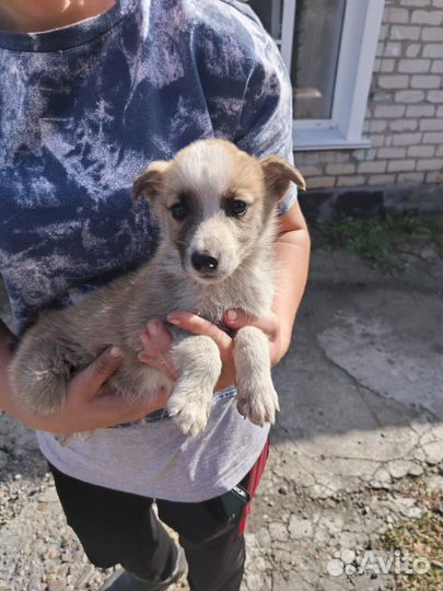 Щенок в добрые руки бесплатно