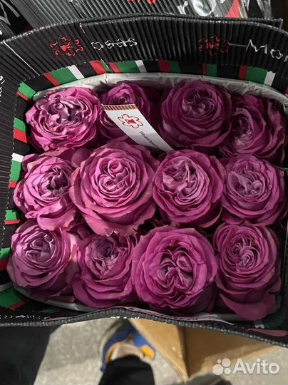 Эквадорская роза от склада. Роза от 25 шт