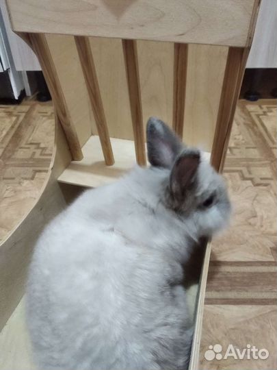 Кормушка, сенник для декоративных кроликов