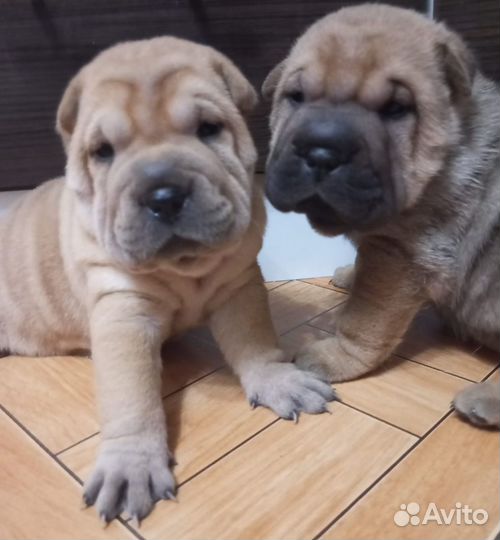 Щенки шарпей