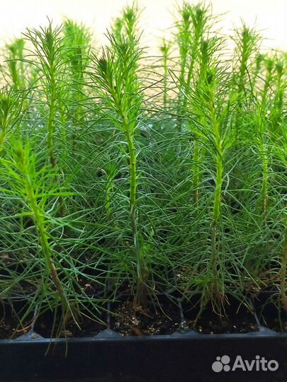 Сеянцы ели и сосны обыкновенной зкс