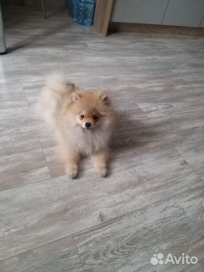 Померанский шпиц мини