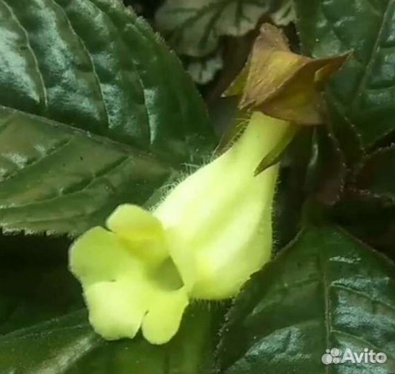 Глоксинии- синингии