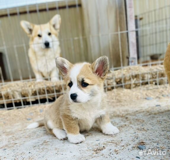 Вельш-корги пемброк