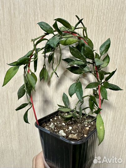 Хойя Лакуноза Блек Квин