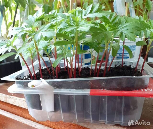 Рассада цветов бархатцы
