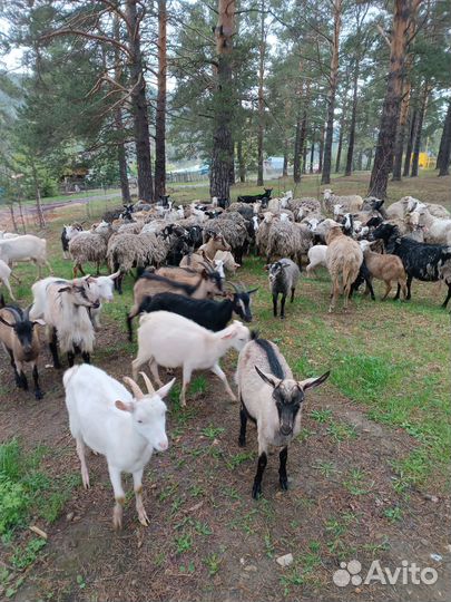 Баранина живым весом