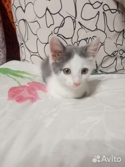 Котята в добрые руки бесплатно