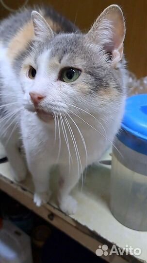 Кошки в добрые руки бесплатно