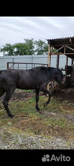 Продажа лошадь жеребец