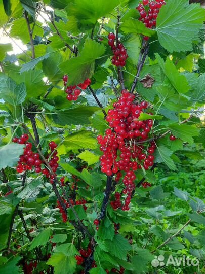 Красная сморода